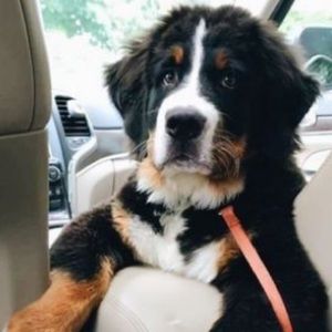 Meet your Posher, Jordan